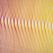 David Ellis. Animal. Courtesy of Amon Carter Museum of American Art