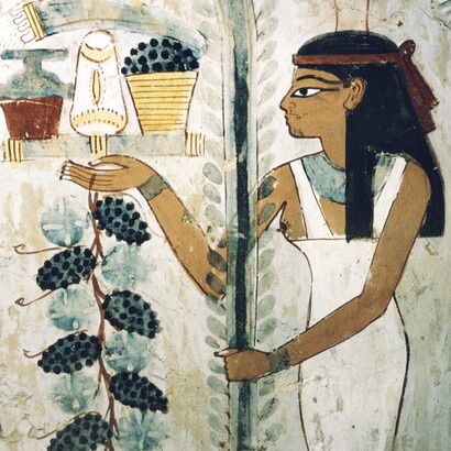 Affresco dalla cosiddetta Tomba di Nakht, TT52 (Theban Tomb 52) con una scena di vendemmia. Rilevata tra il 198 e il 1910 da Norman de Garis Davies per il Metropolitan Museum of Art di New York, USA