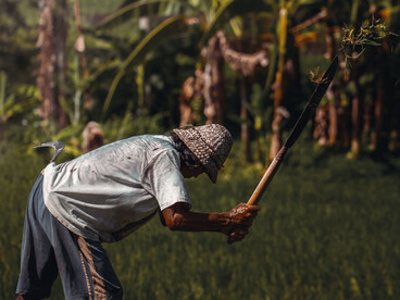 A farmer cultivates rice in the terraced fields of Bali, Indonesia, showcasing the region's rich agricultural heritage