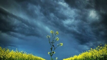 A plant, challenging a terrible storm