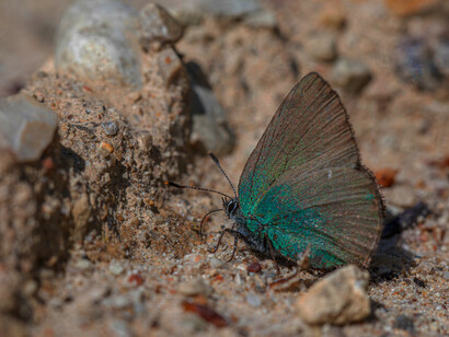 Like a postcard, nature’s details are captured from unexplored worlds