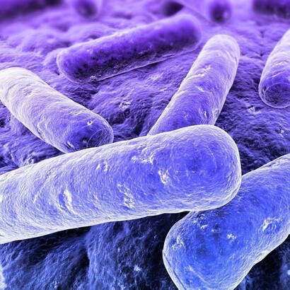 Intestinal bacteria