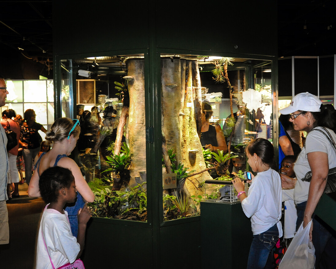 Frogs! A Chorus of Colors. Courtesy of Florida Museum of Natural History