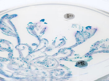 Microscopic view of a gut bacteria "garden"