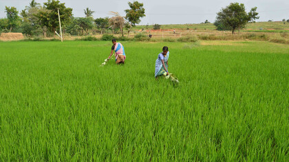 Respect thy food providers, Lakshmi Narasimha & Matyalamma, Kondakindapalli village, Southern India © Ashish Kothari