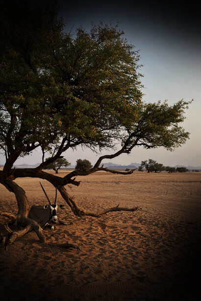 Orice gazzella, l’antilope del deserto della Namibia. Si godeva l’ombra di un bellissimo albero, alla base di una duna nel deserto. Africa