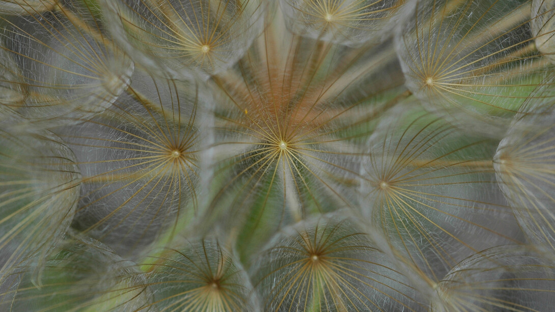 Semi di Barba di becco (Tragopogon sp.)