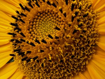 Nei fiori come girasoli, margherite e gerbere, la disposizione dei petali e dei semi segue spesso la sezione aurea per ottimizzare lo spazio
