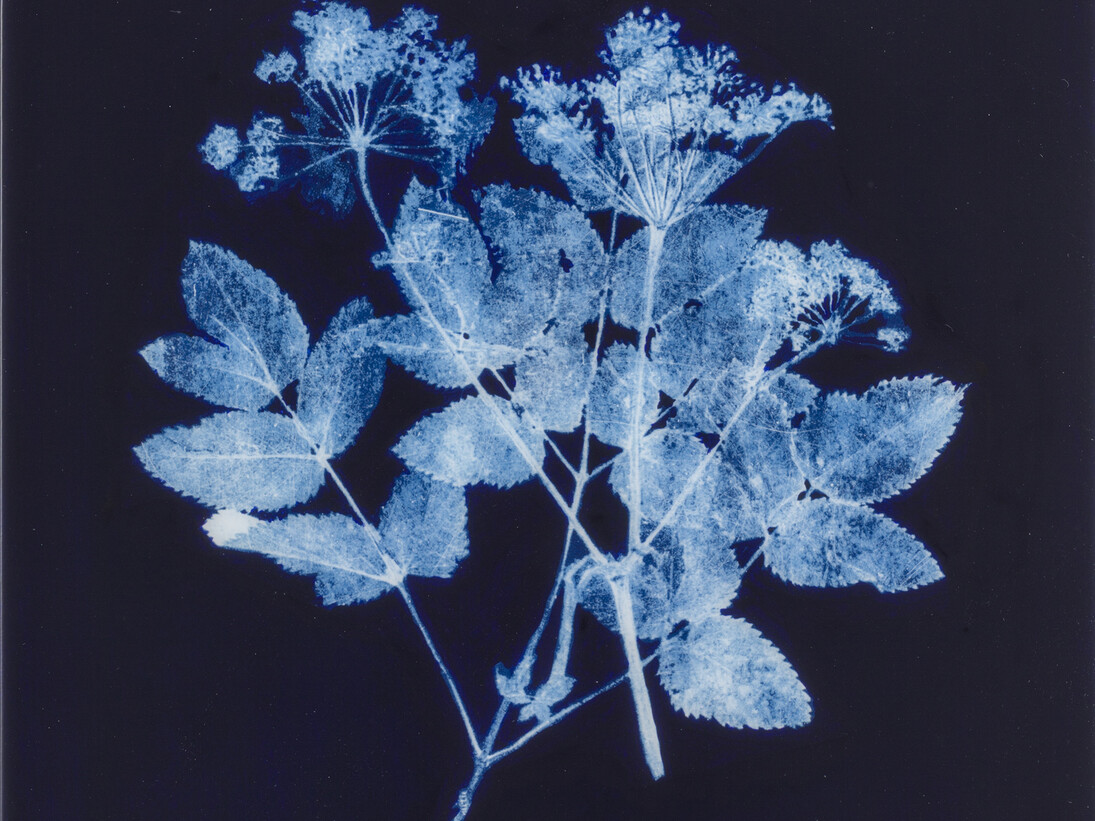 Angelica sylvestris © Edward Chell