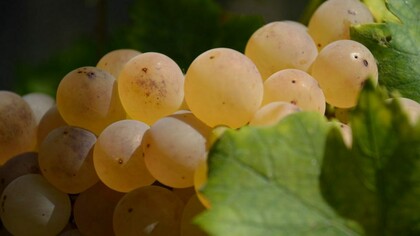 L'uva dei vitigni di Erbaluce di Caluso, Piemonte, Italia