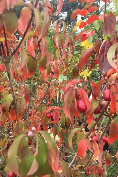 Splendida pianta decorativa in autunno il Cornus al Castello di Masino, Italia