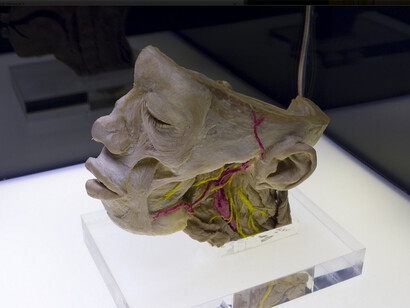 Human Bodies. Cráneo