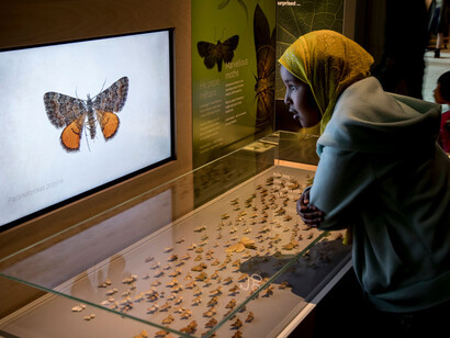 Te taiao. Nature, exhibition view. Courtesy of Museum of New Zealand