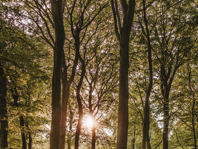 I raggi del sole si fanno spazio tra i rami degli alti alberi di una foresta