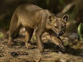 Il Cryptoprocta ferox a caccia