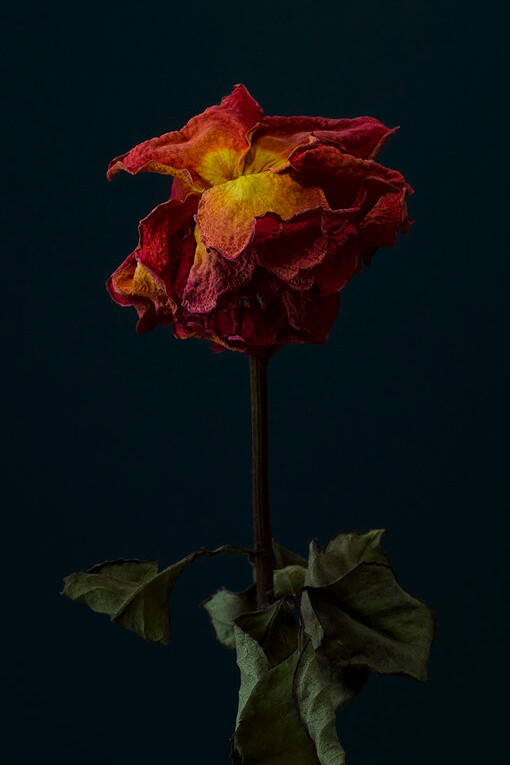 David Sykes; Serie fotográfica «A dozen dead roses». Un jardín desolado es como un cementerio, yacen ahí, extintos, los cuerpos de los que se valió la vida para manifestarse