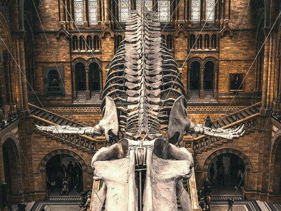 Museu Britânico. Outro exemplo significativo é o Museu do Louvre, em Paris, que abriu suas portas ao público em 1793, durante a Revolução Francesa. O Louvre, anteriormente um palácio real, tornou-se símbolo do novo ideal de democratização da cultura, apresentando ao povo as obras antes restritas à aristocracia. A transformação do Louvre em museu marca um momento de ruptura na história cultural da Europa: a arte deixa de ser privilégio dos palácios e passa a ser patrimônio da nação