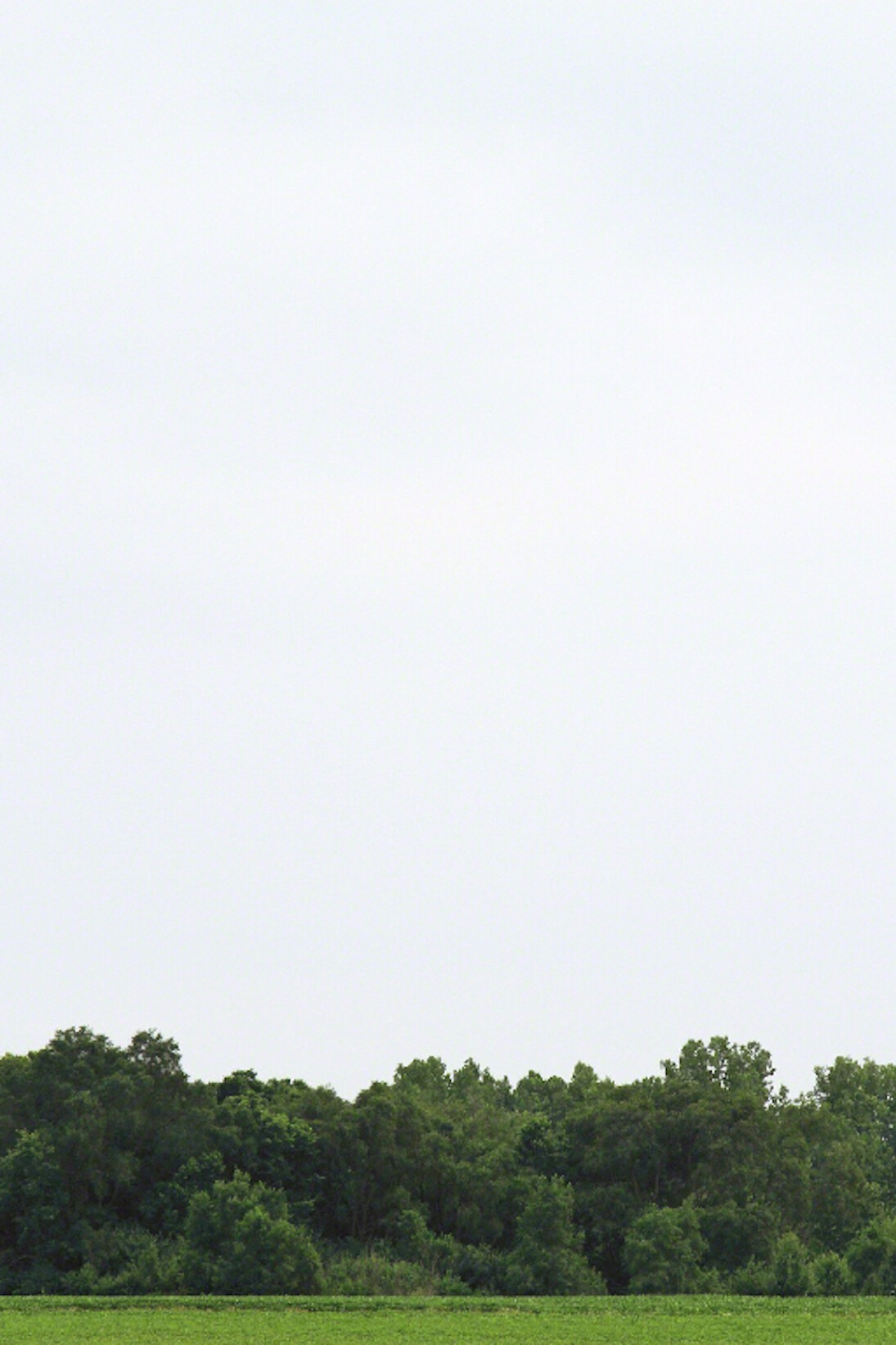 Purdy Eaton, Dill Pickle Green, 2016. Courtesy of Nancy Hoffman Gallery