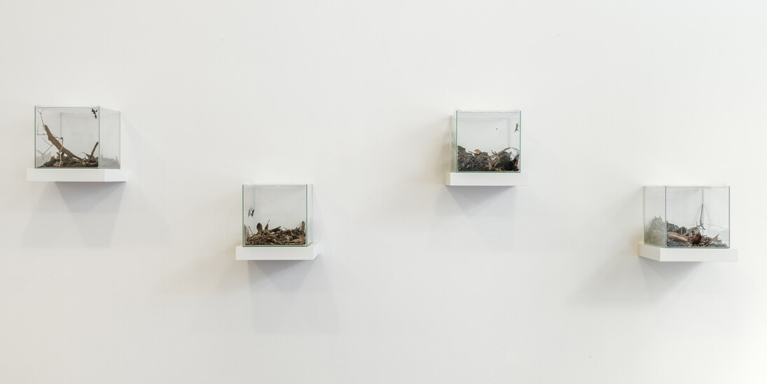 Coquelicots, Exhibition view. Courtesy of MFC - Michèle Didier