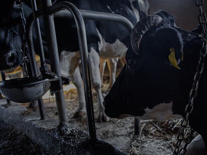 Farm animals, such as cattle, experience the challenge of living within the confines of chains on a farmstead