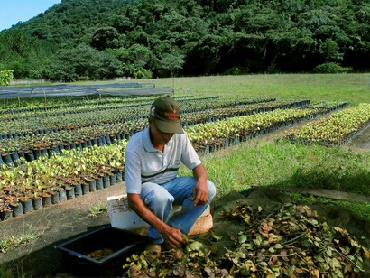 Plantando nuevas cepas para favorecer la reforestación