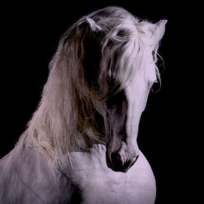Cheval Passion