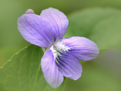 Viola odorata