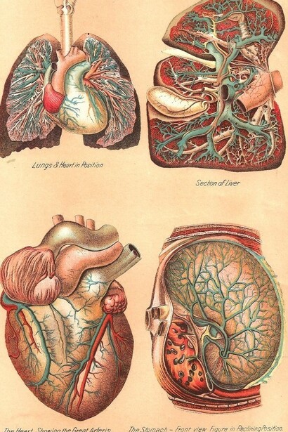 Cuore e stomaco