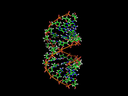 DNA. All’Intelligenza Artificiale possiamo opporre un numero variabile di intelligenze differenti: quella linguistica, quella musicale, motoria, ambientale, emotiva