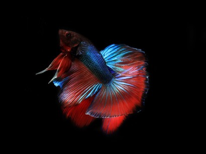 Life is multicolored