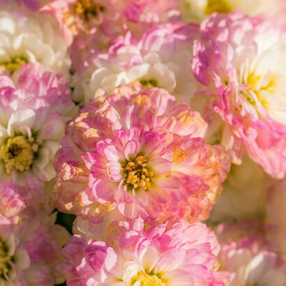 Dove ogni respiro si trasforma in poesia viva, nell'arte sacra dell'amare