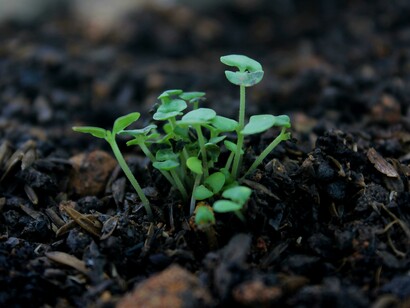 Terreno con germoglio: "Il crescente problema della resistenza agli antibiotici è ormai un'emergenza medica"