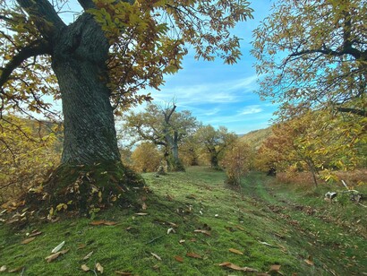 Valle del Vignale in autunno, provincia di Firenze, Toscana, Italia: nel silenzio del verde smaltato di fiori mi ero inoltrato per un sentiero che tra castagni secolari risaliva dolcemente una stretta valle tra montagne boscose