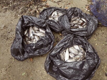 Uma tonelada de peixes mortos, asfixiados e intoxicados pelos gases liberados do fundo pútrido da lagoa da Tijuca, fruto do esgoto que é lançado por meio dos rios e sistema de galerias de águas pluviais. Foto de Mario Moscatelli


