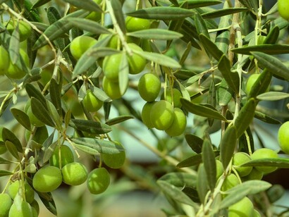 Azeitona de Alentejo