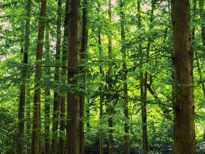 All countries must invest in restorative tree planting and habitat rehabilitation