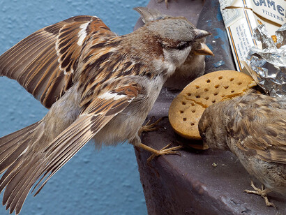 Birds & Indigenous Animals. Courtesy of Museum für Naturkunde