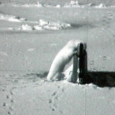 Después de investigar el Connecticut durante aproximadamente 40 minutos, el oso abandonó el área sin causar daños al submarino ni al oso. Fotografía de la Marina de los EE. UU. de Mark Barnoff, abril 2003