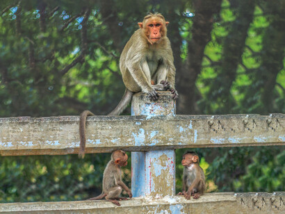 Female monkeys are able to distinguish one male from another according to the reproductive quality