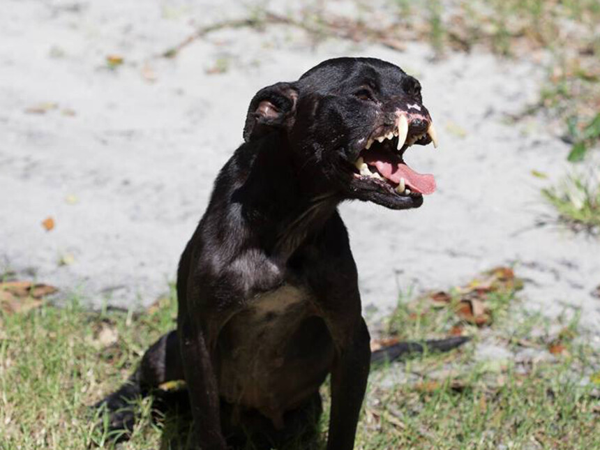 A dog without a snout | Meer