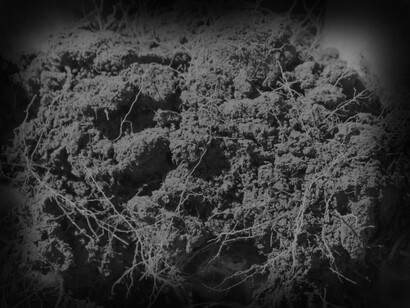 “The soil carbon sponge” and its crucial role in reversing and mitigating climate change