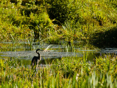 Wetlands protect us from the impure and polluted water
