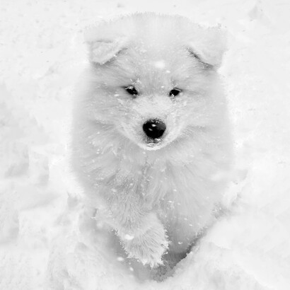 Taika snow