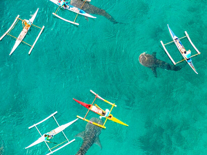 The crystal-clear waters of Oslob, Philippines, reveal the breathtaking contrast in scale between the kayakers and the gentle giants swimming silently below