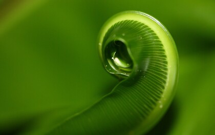 La sezione aurea ricorre spesso in natura come principio di equilibrio e armonia, visibile nella crescita di piante, conchiglie e forme biologiche
