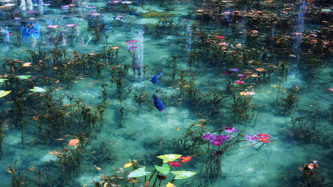 Stagno giapponese ispirato a un quadro di Monet. Ph Hidenobu Suzuki