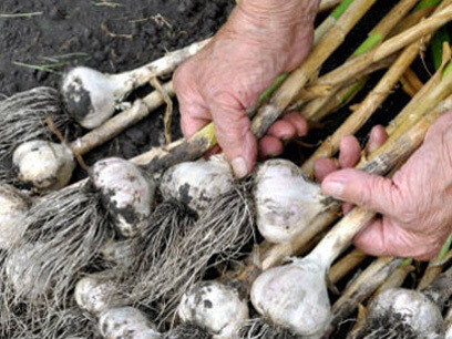 Sorteando ajos para que sean trenzados