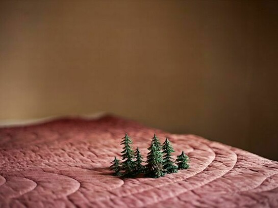 Anni Leppala, Small Forest, 2013, pigment print 41.5 x 60.5 cm