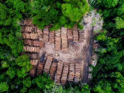 Esquejes de troncos en la selva amazónica en Suramérica
