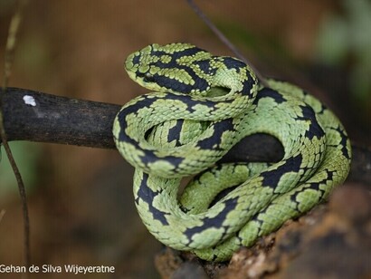 Green Pit Viper (2006 11 28 Sinharaja) YE0M9497  (c) Gehan de Silva Wijeyeratne